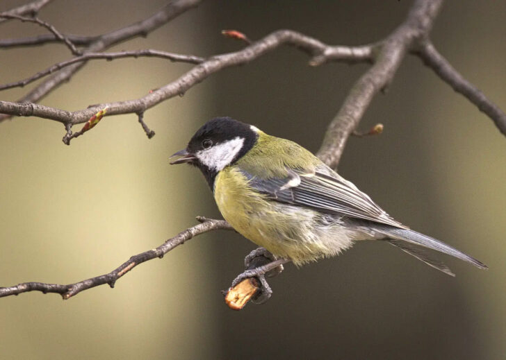 A close up of a great tit perched on a bare branch