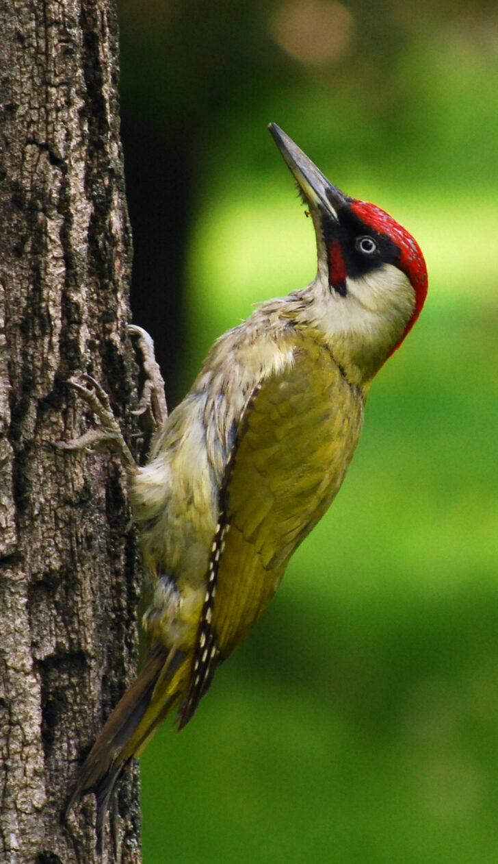 A green woodpecker (picus viridis) clinging to the upright trunk of a tree