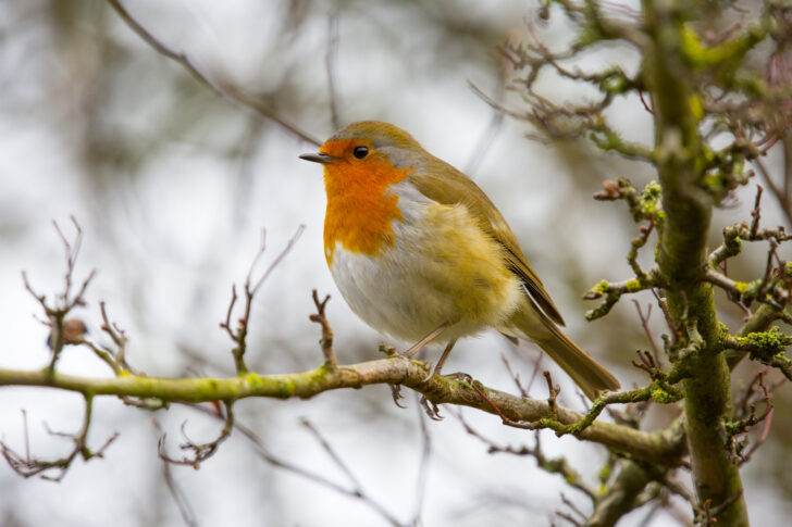 A close up of a robin perched on a bare branch