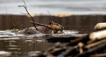 A beaver swimming in a river carrying a small branch of wood in its mouth
