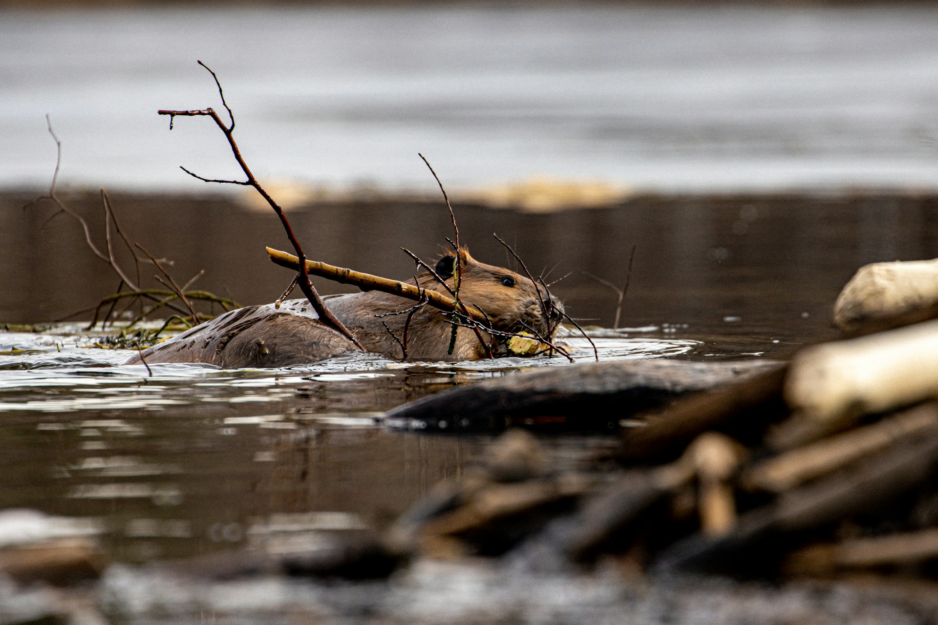 A beaver swimming in a river carrying a small branch of wood in its mouth