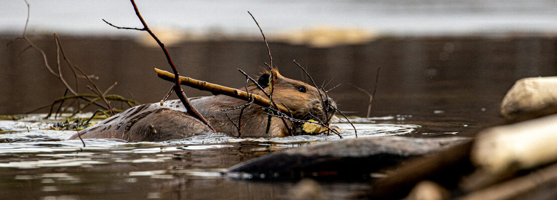 A beaver swimming in a river carrying a small branch of wood in its mouth