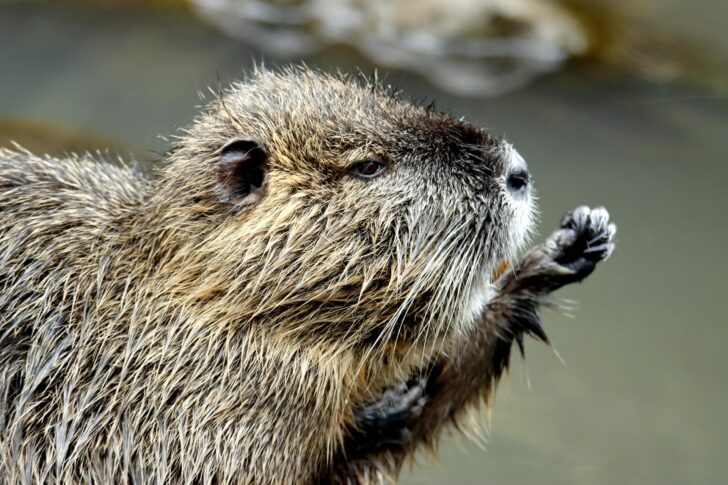 A close up of a beaver's head
