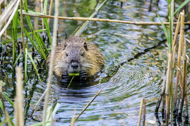 A beaver, partially submerged in a river and nibbling on a leaf
