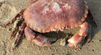 Close-up of a crab on Cromer's sandy beach