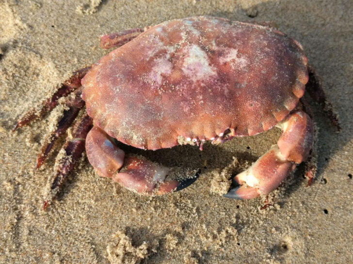Close-up of a crab on Cromer's sandy beach