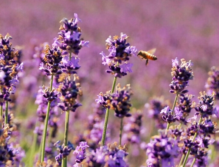 A bee in flight approaching a lavender plant in a field of purple lavender.