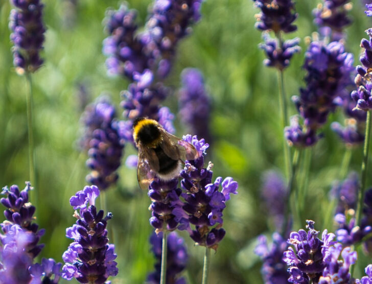 A close-up of a bee on a lavender plant.