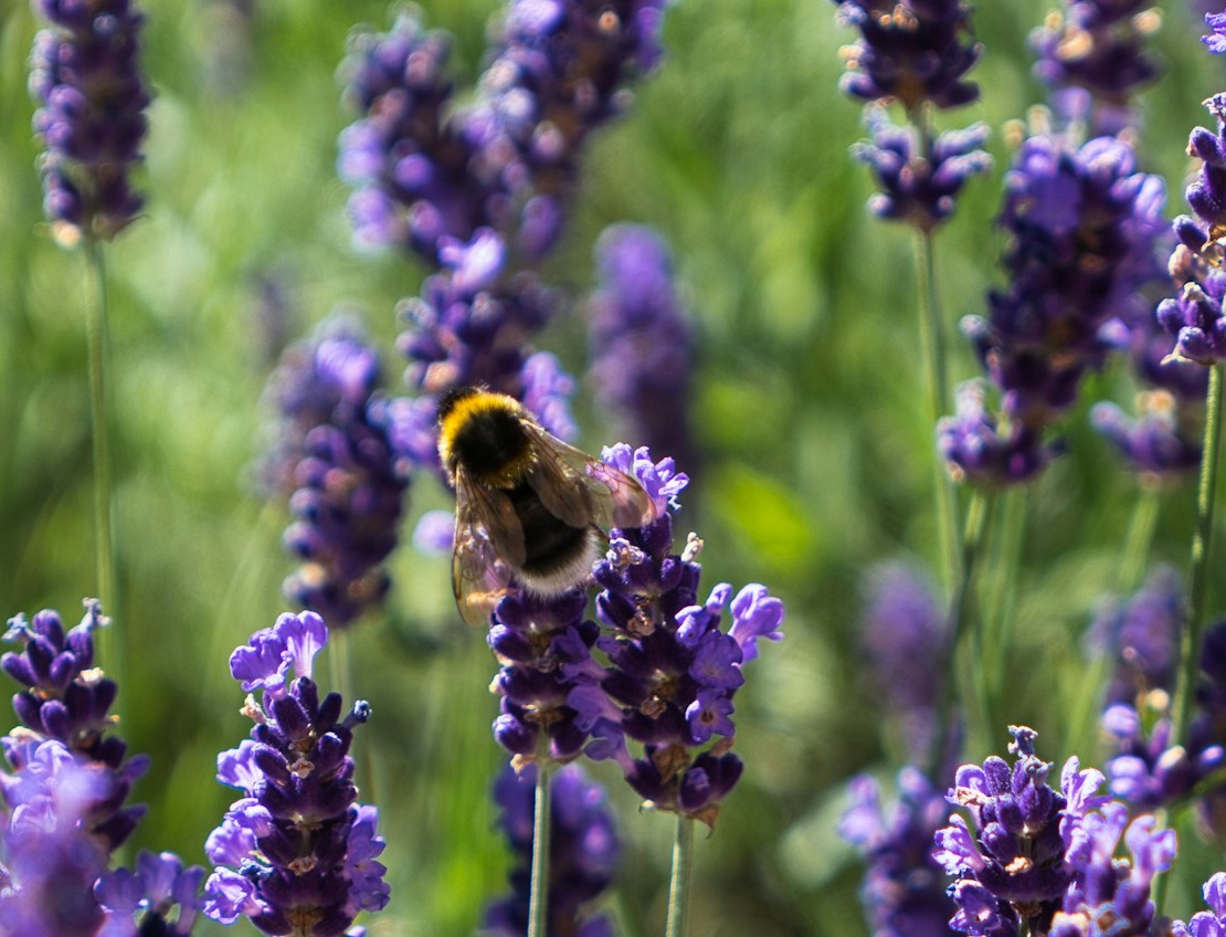A close-up of a bee on a lavender plant.