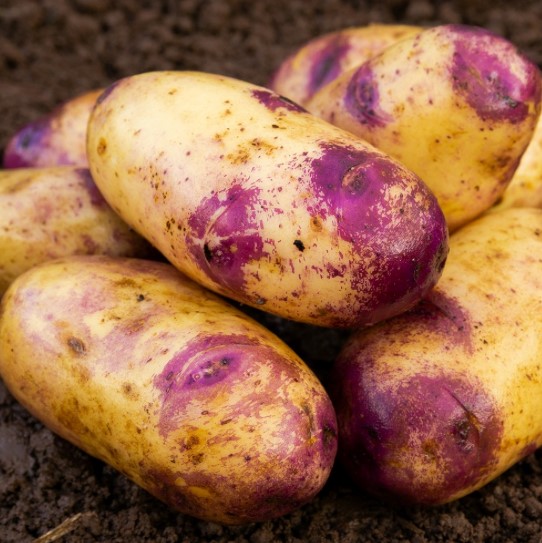 A pile of Blue Belle potatoes with their purple skins.