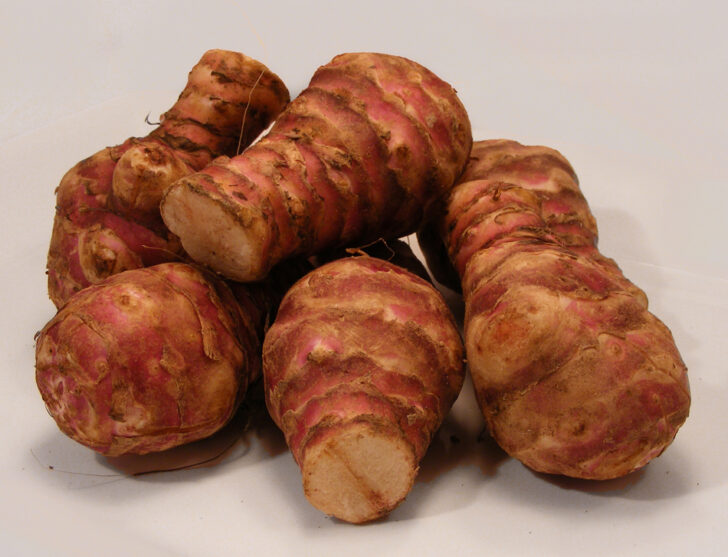 A small pile of Jerusalem artichoke tubers