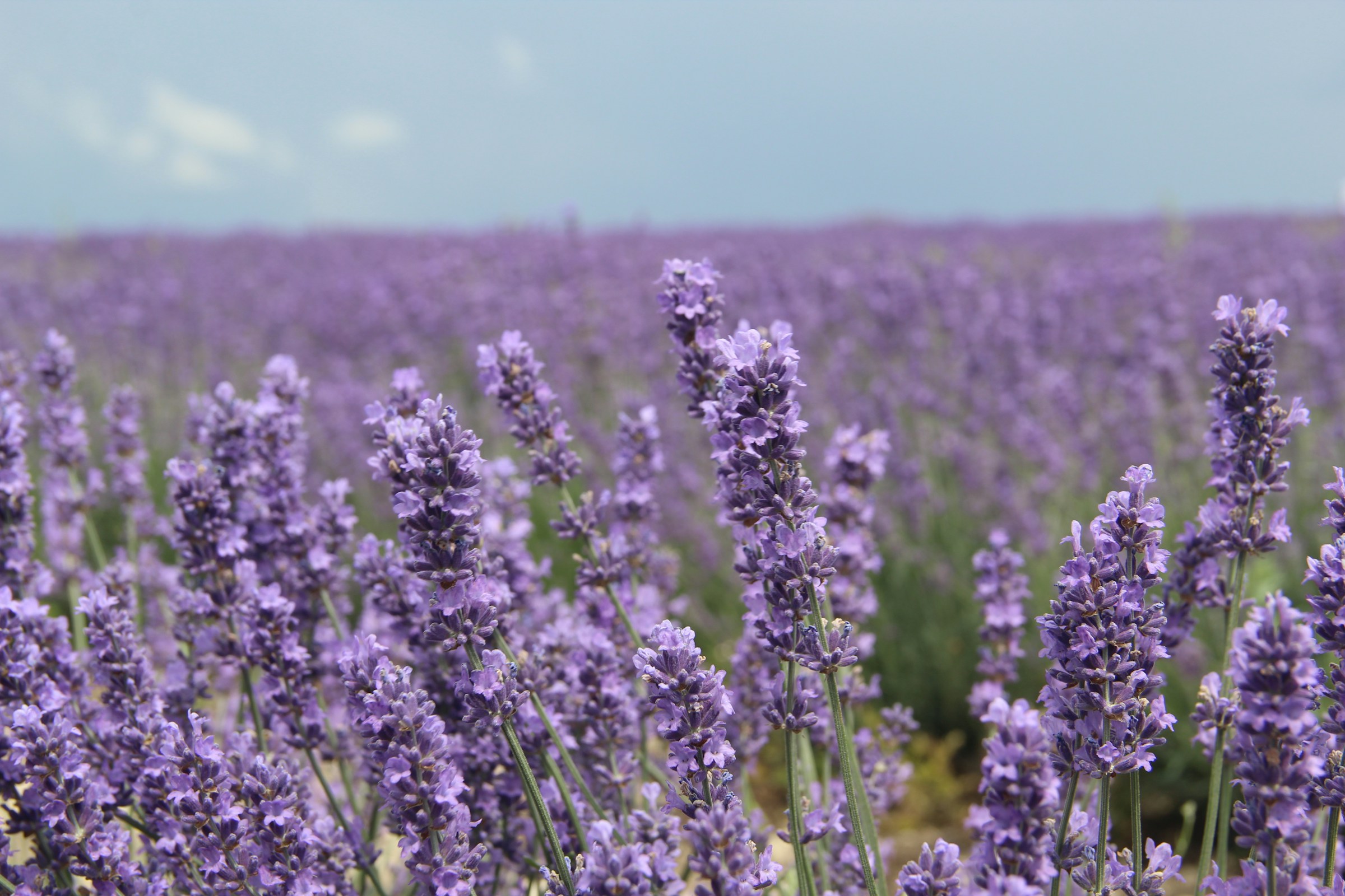 A field of purple lavender plants with the blue sky on the horizon