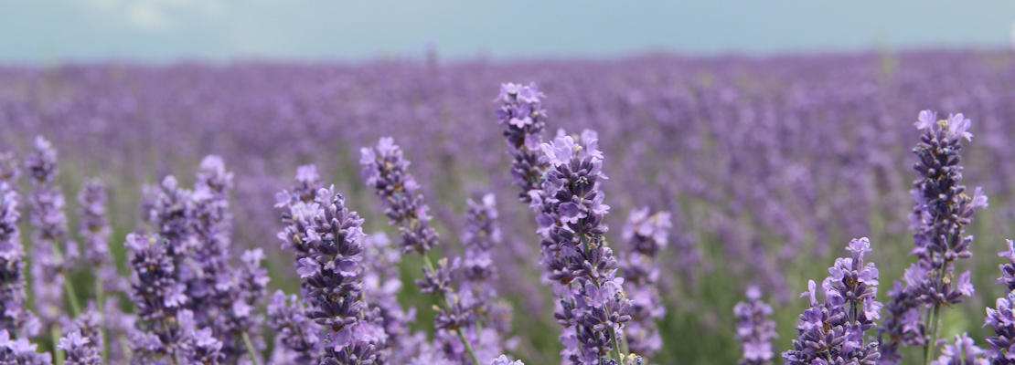 A field of purple lavender plants with the blue sky on the horizon