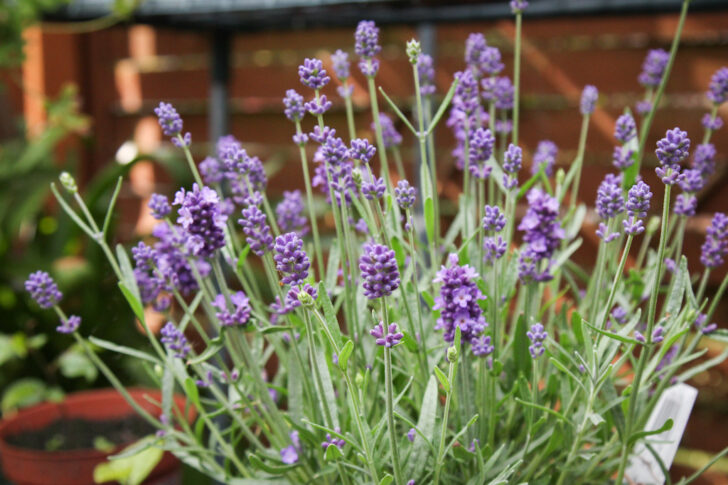 Lavender growing in a pot in a back garden