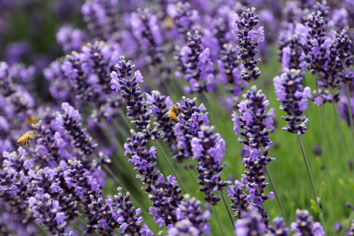 Bees in flight and perched on purple lavender plants.