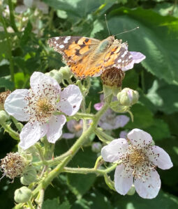 A butterfly on bramble blossom at Martha's Meadow