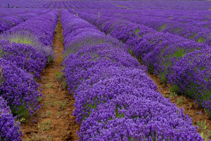A field containing rows of purple Norfolk lavender in Heacham