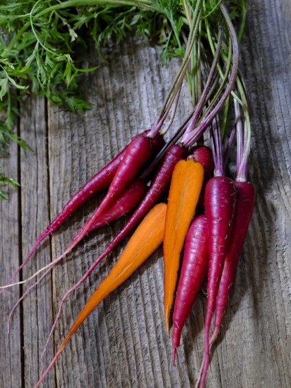 A bunch of Cosmic Purple Carrots