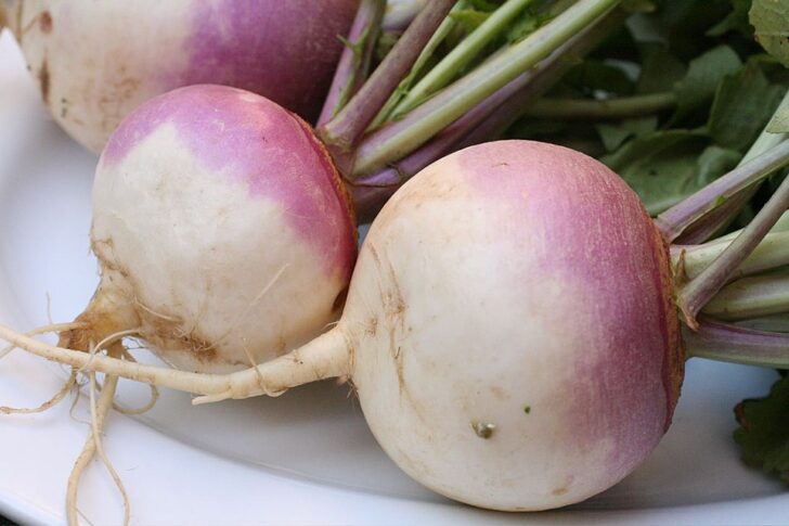 Close up of two turnips