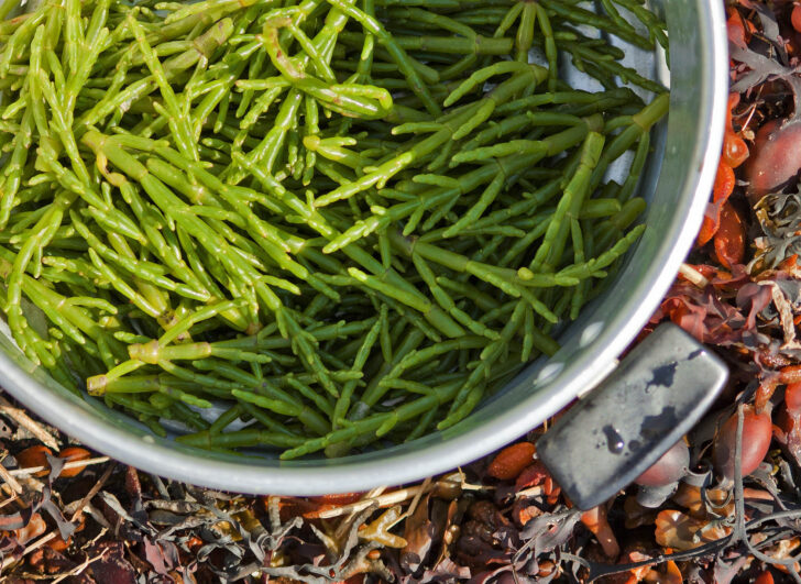 Close-up of samphire in a metal steamer.