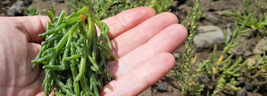 Close-up of a hand holding a bunch of marsh samphire