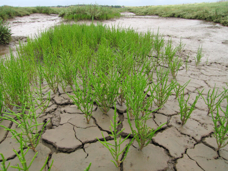 A close-up of Norfolk Samphire (Salicornia europaea) growing near to Burnham Overy Staithe.