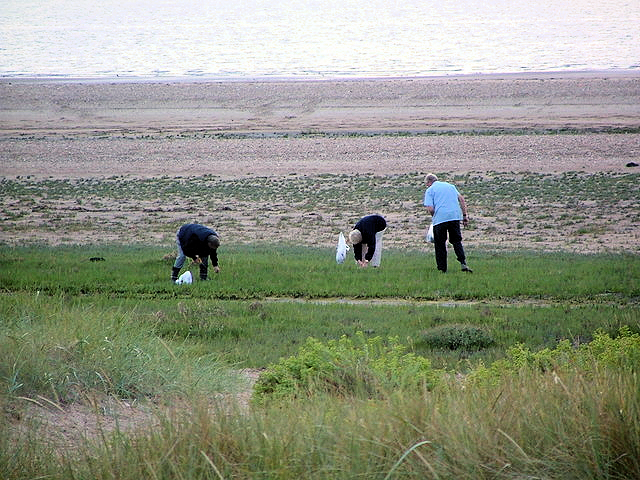 Samphire pickers harvesting the local delicacy on the North Norfolk coast.