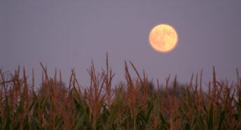 A Harvest Moon low in the sky