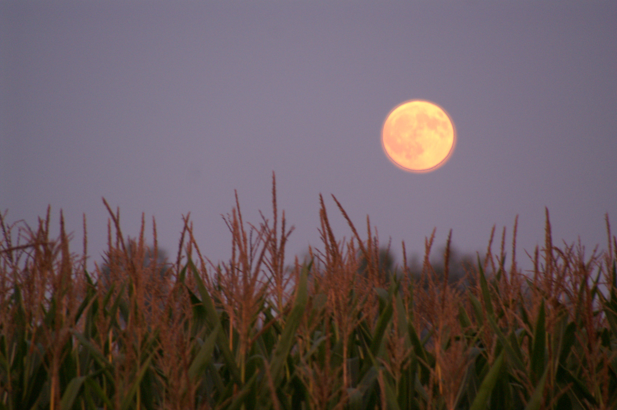 A Harvest Moon low in the sky