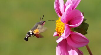 Close up of a hummingbird hawk moth feeding on a pink flower